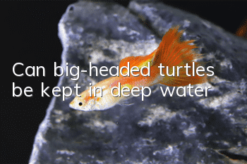 Can big-headed turtles be kept in deep water?