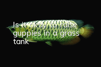 Is it okay to raise guppies in a grass tank?