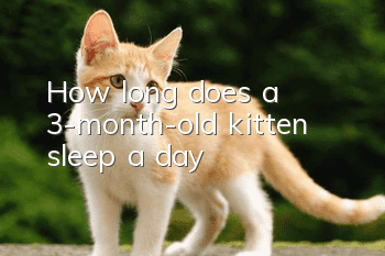 How long does a 3-month-old kitten sleep a day?