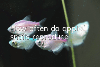 How often do apple snails reproduce?