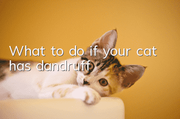 What to do if your cat has dandruff