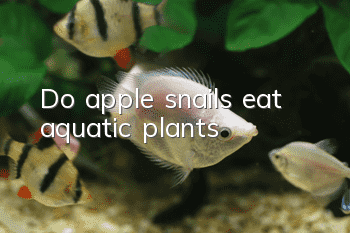 Do apple snails eat aquatic plants?