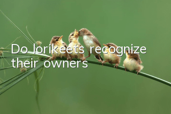 Do lorikeets recognize their owners?