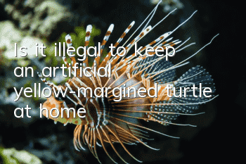 Is it illegal to keep an artificial yellow-margined turtle at home?