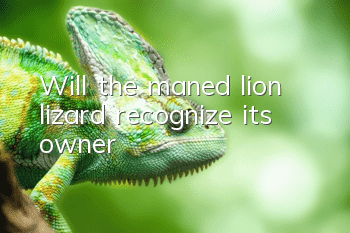 Will the maned lion lizard recognize its owner?