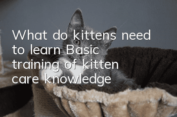 What do kittens need to learn? Basic training of kitten care knowledge!