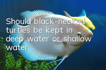 Should black-necked turtles be kept in deep water or shallow water?