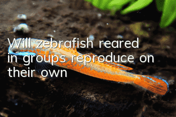 Will zebrafish reared in groups reproduce on their own?