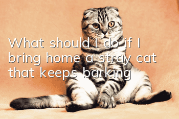 What should I do if I bring home a stray cat that keeps barking?