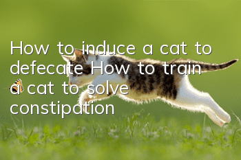 How to induce a cat to defecate? How to train a cat to solve constipation!