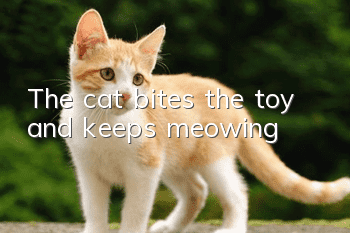 The cat bites the toy and keeps meowing