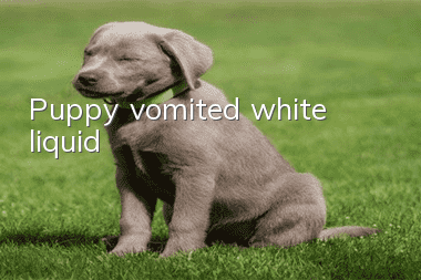 Puppy vomited white liquid