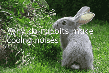 Why do rabbits make cooing noises?
