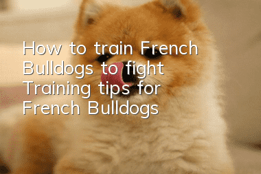 How to train French Bulldogs to fight? Training tips for French Bulldogs!