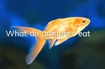 What do groupers eat?