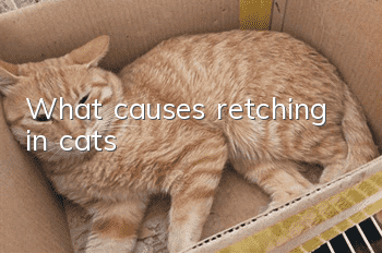 What causes retching in cats?