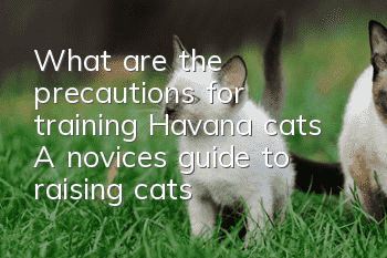 What are the precautions for training Havana cats? A novice’s guide to raising cats!