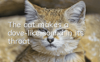The cat makes a dove-like sound in its throat