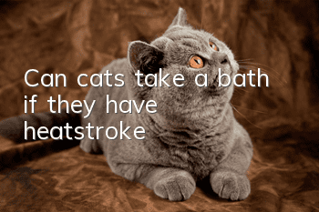 Can cats take a bath if they have heatstroke?