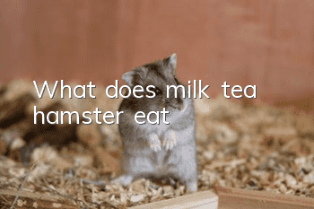 What does milk tea hamster eat?