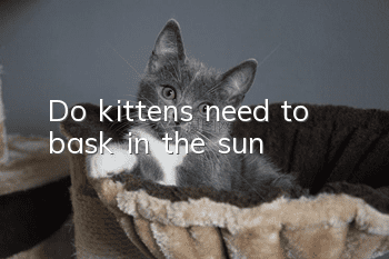Do kittens need to bask in the sun?