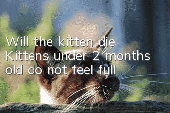 Will the kitten die? Kittens under 2 months old do not feel full