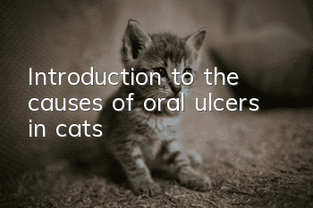 Introduction to the causes of oral ulcers in cats