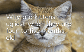 Why are kittens ugliest when they are four to five months old?