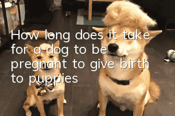 How long does it take for a dog to be pregnant to give birth to puppies?