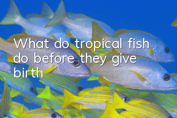 What do tropical fish do before they give birth?