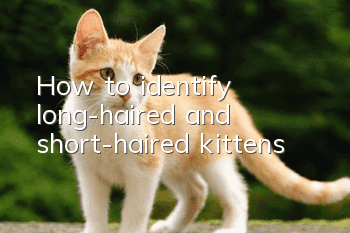 How to identify long-haired and short-haired kittens?