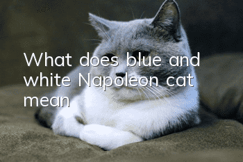 What does blue and white Napoleon cat mean?