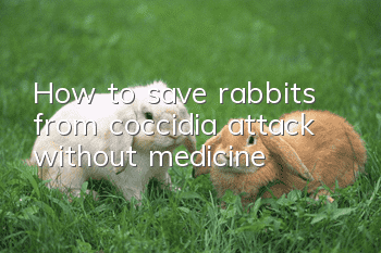 How to save rabbits from coccidia attack without medicine?