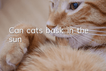 Can cats bask in the sun?