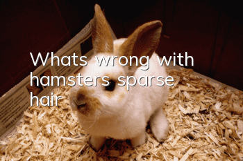 What's wrong with hamster's sparse hair?