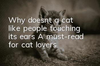 Why doesn’t a cat like people touching its ears? A must-read for cat lovers!