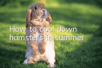 How to cool down hamsters in summer