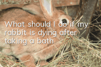 What should I do if my rabbit is dying after taking a bath?