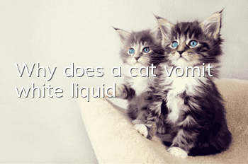 Why does a cat vomit white liquid?