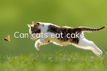 Can cats eat cake?