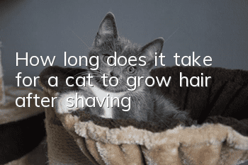 How long does it take for a cat to grow hair after shaving?
