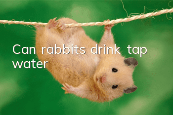 Can rabbits drink tap water?