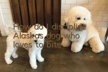 How do I discipline Alaska’s dog who loves to bite?