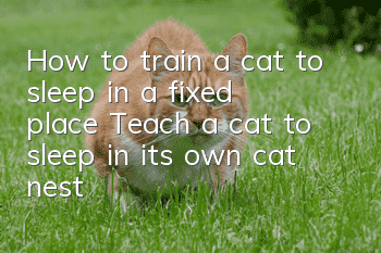 How to train a cat to sleep in a fixed place? Teach a cat to sleep in its own cat nest!