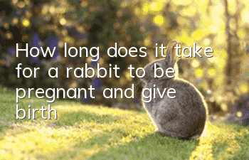 How long does it take for a rabbit to be pregnant and give birth?