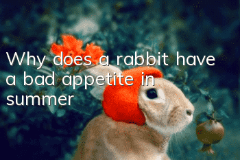 Why does a rabbit have a bad appetite in summer?