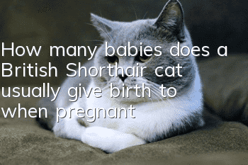 How many babies does a British Shorthair cat usually give birth to when pregnant?