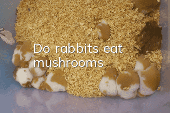 Do rabbits eat mushrooms?