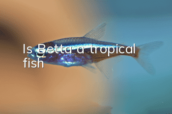 Is Betta a tropical fish?