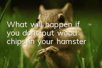 What will happen if you don’t put wood chips in your hamster?